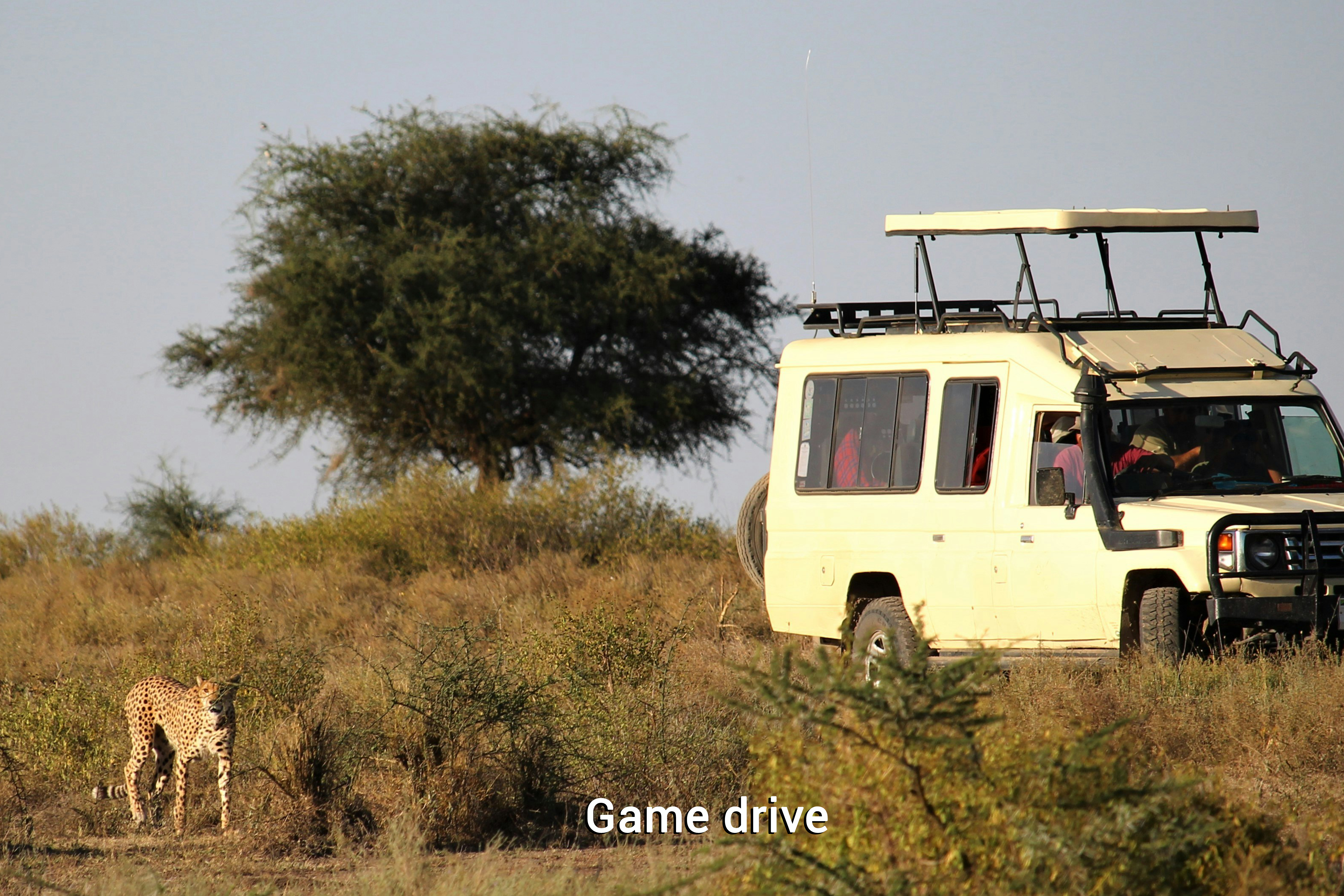Wildlife Game Drives