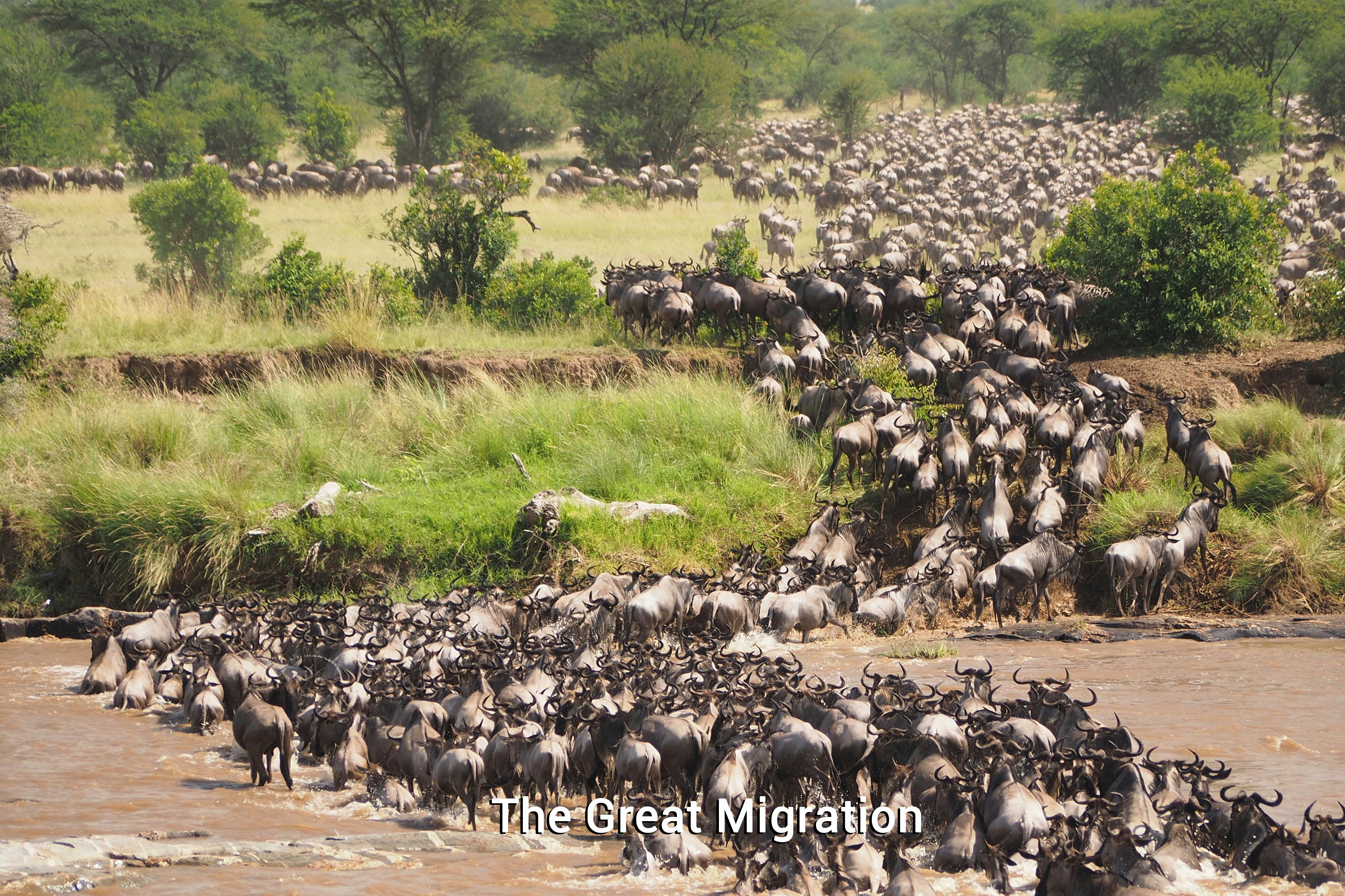 7-Day Serengeti & Ngorongoro Explorer