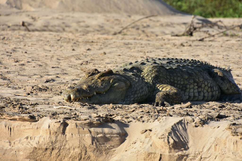 Ruaha National Park