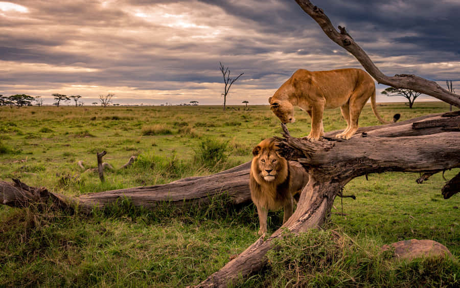 Photographic Safaris